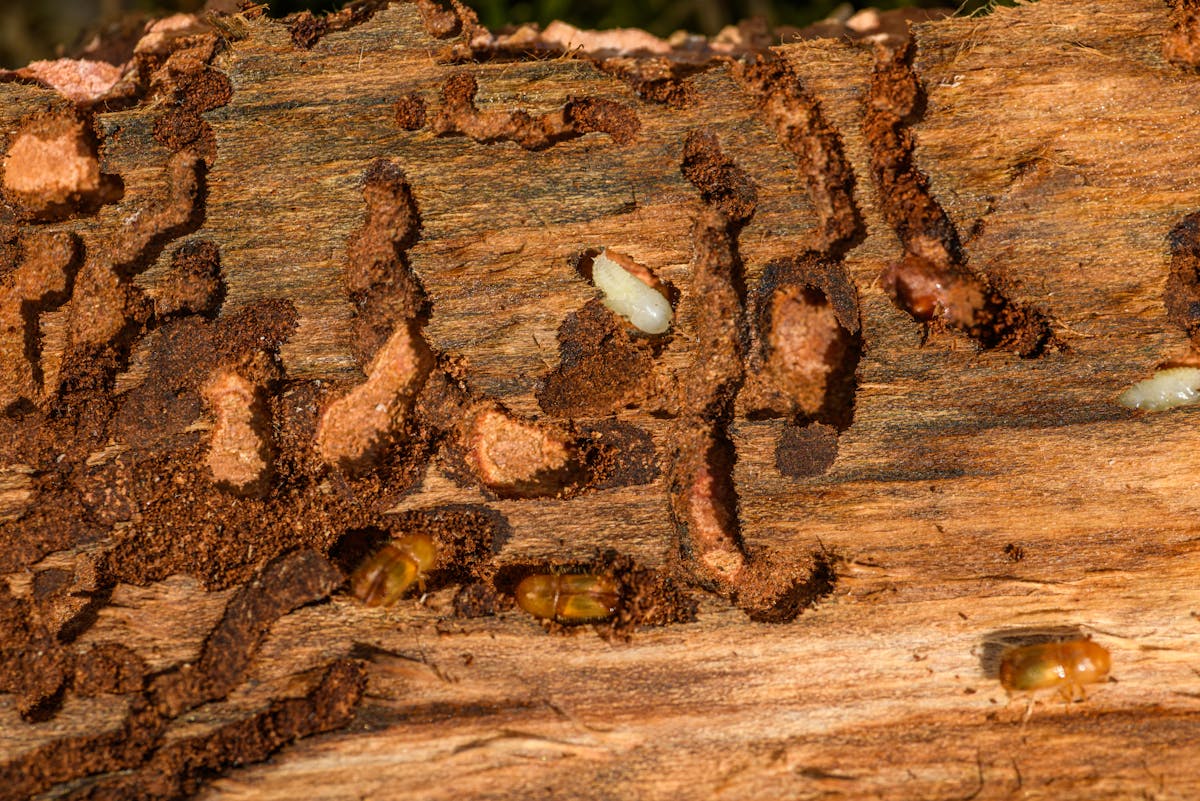 Wie erkennt man frühzeitig einen Befall von Holzwürmern im Dachstuhl